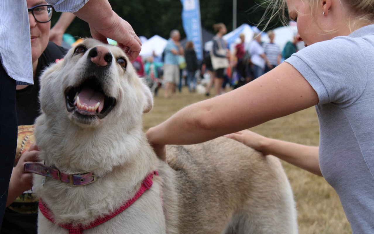 Suffolk Dog Show